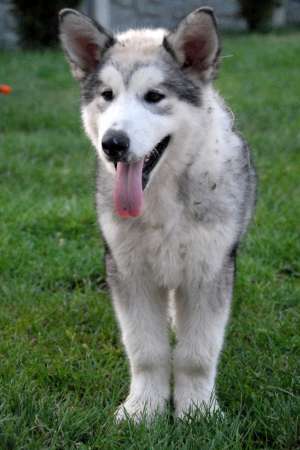 Pui Husky