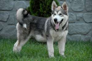 Pui Husky
