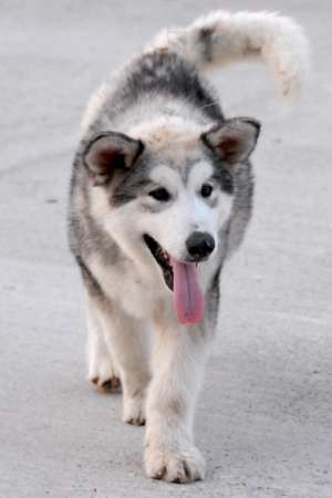 Pui Husky