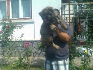 ciobanesc caucazian pui masculi si femele,   superbi