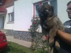 ciobanesc caucazian pui masculi si femele,   superbi