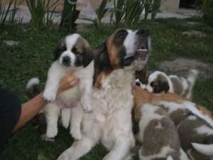 SAINT BERNARD
