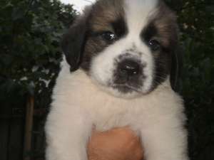 SAINT BERNARD