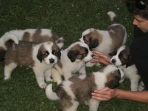 SAINT BERNARD