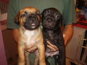 vand pui catei amstaff
