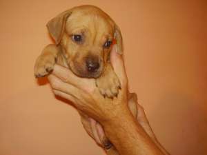 vand pui catei amstaff