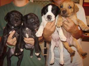 vand pui catei amstaff