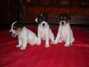 Vand pui Jack Russell Terrier