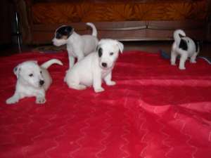 Vand pui Jack Russell Terrier