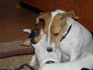 Vand pui Jack Russell Terrier