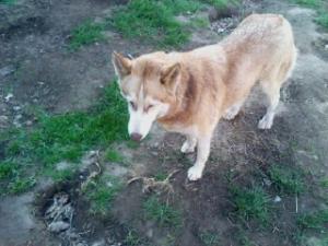 vand ieftin catei husky