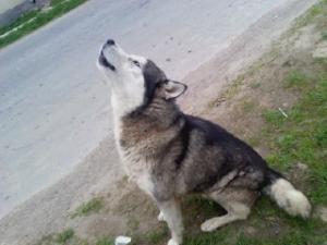 vand ieftin catei husky