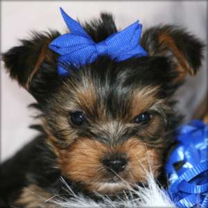 Yorkshire Terrier pui de v�nzart