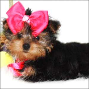 Yorkshire Terrier pui de v�nzart