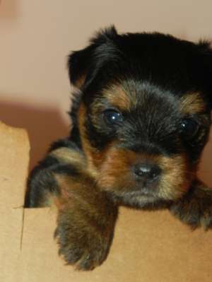 Vand Yorkshire Terrier,  baietel,  2 luni