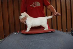 VAND GOLDEN RETRIEVER