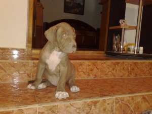 vand doi pui cane corso superbi