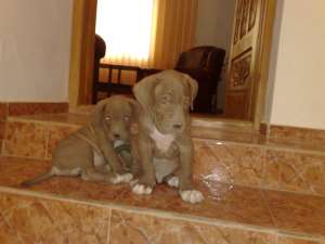 vand doi pui cane corso superbi
