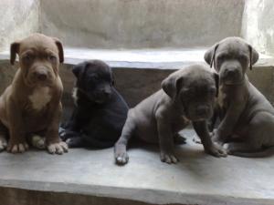 vand doi pui cane corso superbi