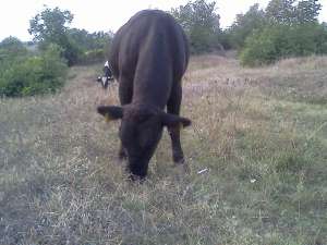 taur rasa angus negru