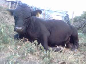 taur rasa angus negru