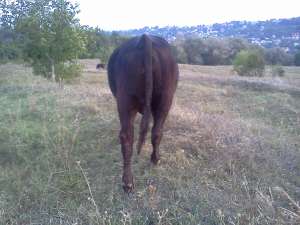 taur rasa angus negru