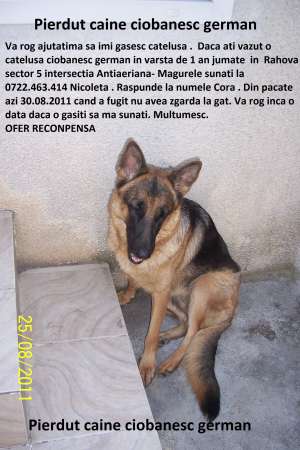 Pierdut catelusa ciobanesc german pe stada Magurele sector 5