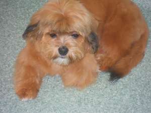 FRIZERIE CANINA ,    COSMETICA CANINA ,    FARMACIE VETERINARA