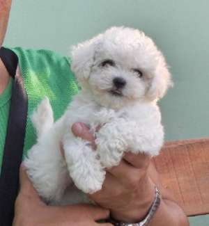 DE VANZARE BICHON MALTESE si BICHON BOLOGNESE