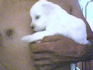 vind pui bichon maltez