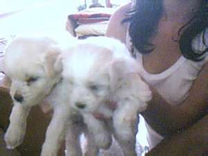 vind pui bichon maltez