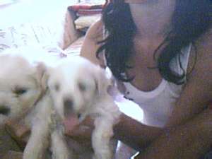 vind pui bichon maltez