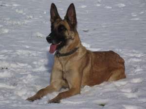 Vand Femela Ciobanesc Belgian Malinois 2 ani linie de lucru si paza cu pedigree. Merita vazuta !!!