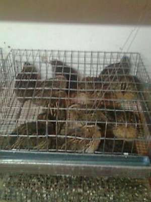 Crescator vand prepelite