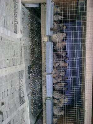 Crescator vand prepelite