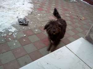 catelusa 1 an caniche