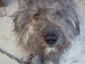 catelusa 1 an caniche