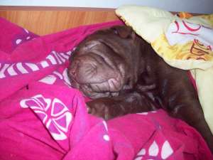de vanzare puiutii de shar pei