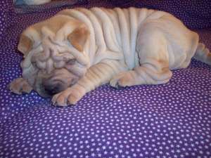 de vanzare puiutii de shar pei