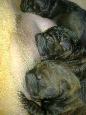 de vanzare puiutii de shar pei