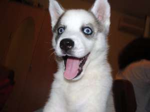 Vanzare Husky