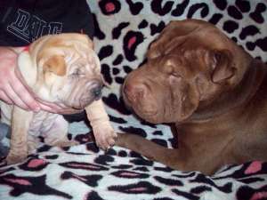 monta shar pei