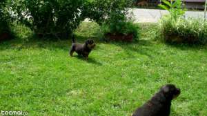 Pui Rottweiler