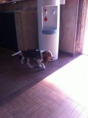 Vand Beagle tricolor!