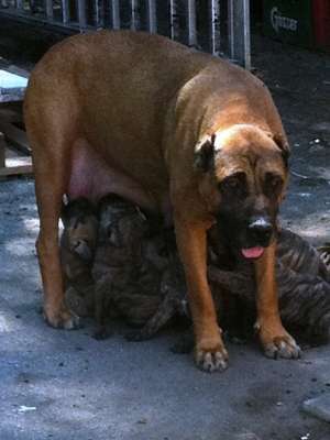 vand catei presa canario