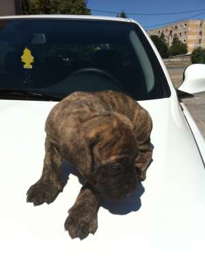 vand catei presa canario