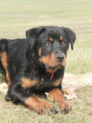 ofer mascul pt imperechere,   rottweiler