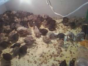 vand prepelite  japoneze si faraon