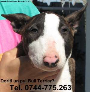 Pui Bull Terrier de vanzare in canisa Four HorseMen