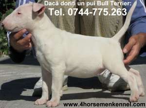 Pui Bull Terrier de vanzare in canisa Four HorseMen